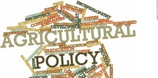 Maize Challenge – GMO to PMO