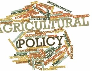 Maize Challenge – GMO to PMO