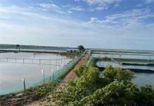Navigating the World of Shrimp Feed Production