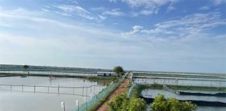Navigating the World of Shrimp Feed Production