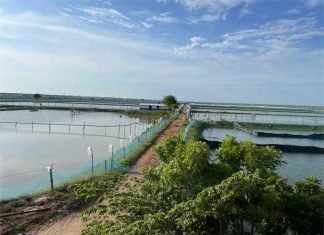 Navigating the World of Shrimp Feed Production