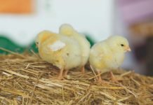 Inclusion Body Hepatitis (IBH) / Hydropericardium Syndrome (HPS)