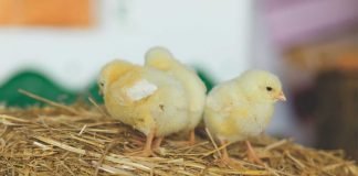 Inclusion Body Hepatitis (IBH) / Hydropericardium Syndrome (HPS)