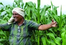 Farmers to Receive INR 23,500 for Shifting from Paddy to Maize Cultivation