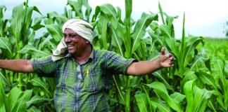 Farmers to Receive INR 23,500 for Shifting from Paddy to Maize Cultivation