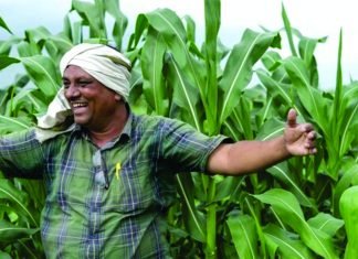 Farmers to Receive INR 23,500 for Shifting from Paddy to Maize Cultivation