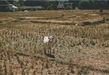 Government Aiming to Address Fodder Shortage and Increase Availability