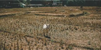 Government Aiming to Address Fodder Shortage and Increase Availability