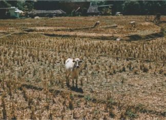 Government Aiming to Address Fodder Shortage and Increase Availability