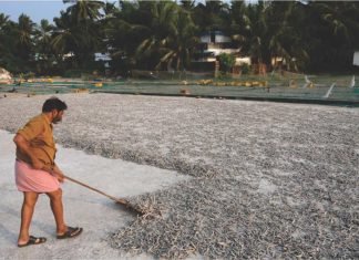 MPEDA Lifts Four-Year Moratorium on New Fish Meal Plants