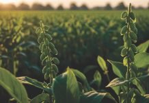 MU Study Investigates the Effect of Poultry Litter on Soybean Yields