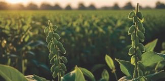 MU Study Investigates the Effect of Poultry Litter on Soybean Yields