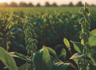 MU Study Investigates the Effect of Poultry Litter on Soybean Yields