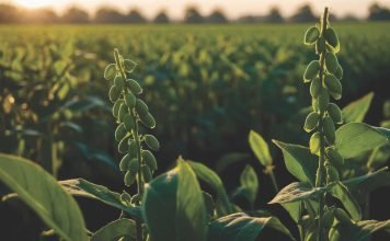 MU Study Investigates the Effect of Poultry Litter on Soybean Yields