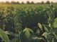 MU Study Investigates the Effect of Poultry Litter on Soybean Yields