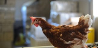 Cut Production Costs to Make Eggs and Chicken Affordable, Advisor Farida Tells Poultry Business