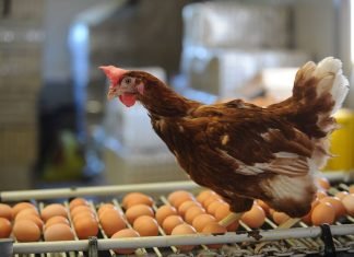 Cut Production Costs to Make Eggs and Chicken Affordable, Advisor Farida Tells Poultry Business