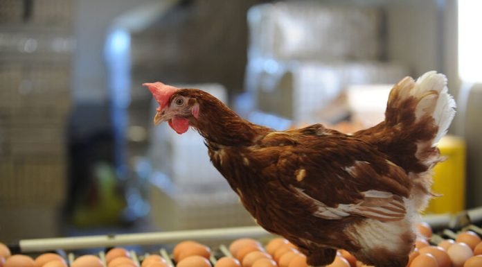 Cut Production Costs to Make Eggs and Chicken Affordable, Advisor Farida Tells Poultry Business