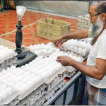 Government Rules Out Egg Imports to Protect Local Poultry Industry Amid Rising Prices