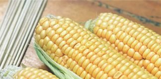 India Encourages Private Sector to Pursue Hybrid Maize Cultivation in the North