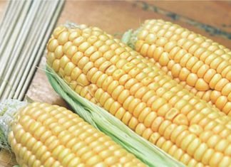 India Encourages Private Sector to Pursue Hybrid Maize Cultivation in the North