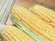 India Encourages Private Sector to Pursue Hybrid Maize Cultivation in the North