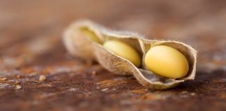 Importance of the quality evaluation of Soybean meal as a feed ingredient for poultry