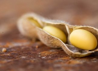 Importance of the quality evaluation of Soybean meal as a feed ingredient for poultry