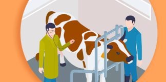 Veterinary Professionals Play Key Role in Thriving Livestock Sector