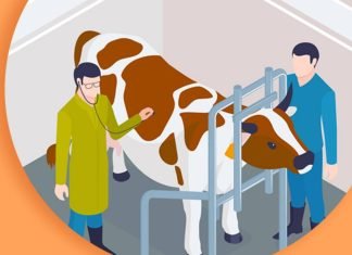 Veterinary Professionals Play Key Role in Thriving Livestock Sector