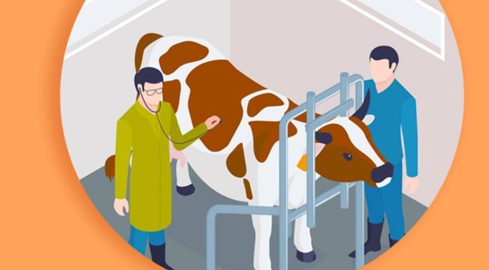 Veterinary Professionals Play Key Role in Thriving Livestock Sector