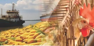 From Corn Exporter to Poultry Producer: India’s Agricultural Shift
