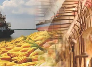 From Corn Exporter to Poultry Producer: India’s Agricultural Shift