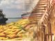 From Corn Exporter to Poultry Producer: India’s Agricultural Shift