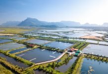 Revolutionizing Shrimp Farming: CIBA Unveils Next-Generation Precision Technology to Boost Production and Sustainability
