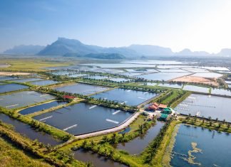 Revolutionizing Shrimp Farming: CIBA Unveils Next-Generation Precision Technology to Boost Production and Sustainability