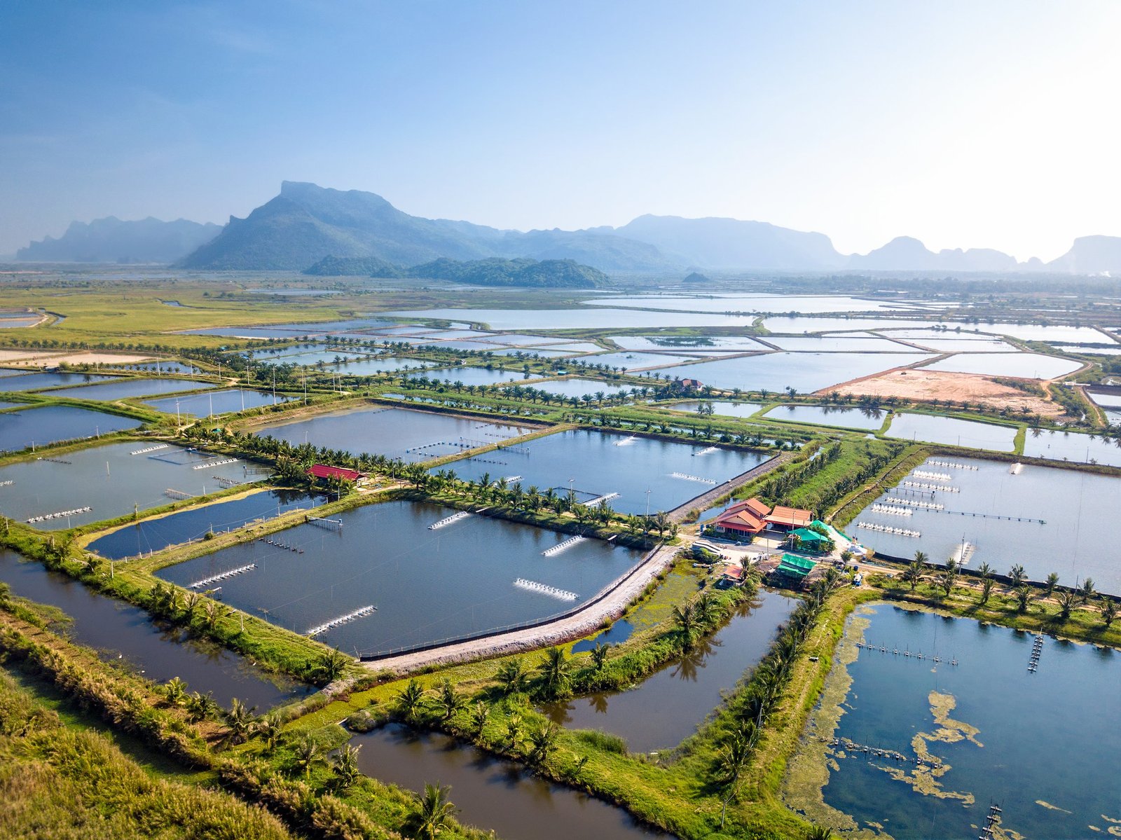 Revolutionizing Shrimp Farming: CIBA Unveils Next-Generation Precision ...