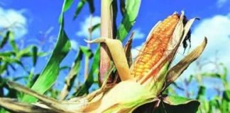 Andhra Pradesh Secures 200,000 Tonnes of Maize Import Duty Exemption