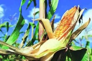 Andhra Pradesh Secures 200,000 Tonnes of Maize Import Duty Exemption