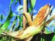 Andhra Pradesh Secures 200,000 Tonnes of Maize Import Duty Exemption