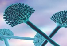 Dissecting Mycotoxin Dynamics: A Comprehensive Analysis in Livestock and Poultry Industry