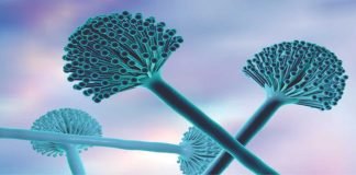 Dissecting Mycotoxin Dynamics: A Comprehensive Analysis in Livestock and Poultry Industry