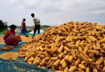 Maize Research Body Requests Funding for Research on Controlling Aflatoxin in DDGS