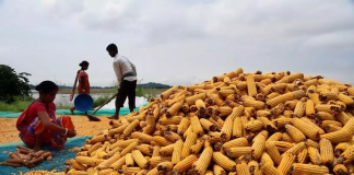 Maize Research Body Requests Funding for Research on Controlling Aflatoxin in DDGS