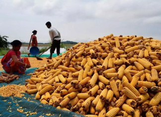 Maize Research Body Requests Funding for Research on Controlling Aflatoxin in DDGS