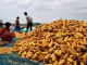 Maize Research Body Requests Funding for Research on Controlling Aflatoxin in DDGS