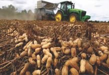 SEA Survey Reports 27% Surge in Groundnut Production for Gujarat This Season