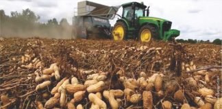 SEA Survey Reports 27% Surge in Groundnut Production for Gujarat This Season