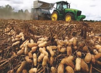 SEA Survey Reports 27% Surge in Groundnut Production for Gujarat This Season