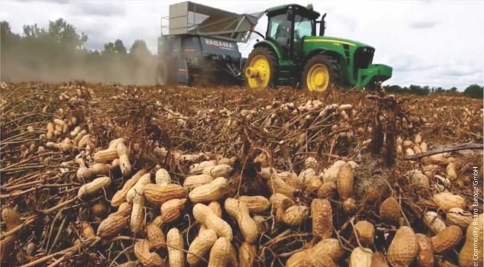 SEA Survey Reports 27% Surge in Groundnut Production for Gujarat This Season